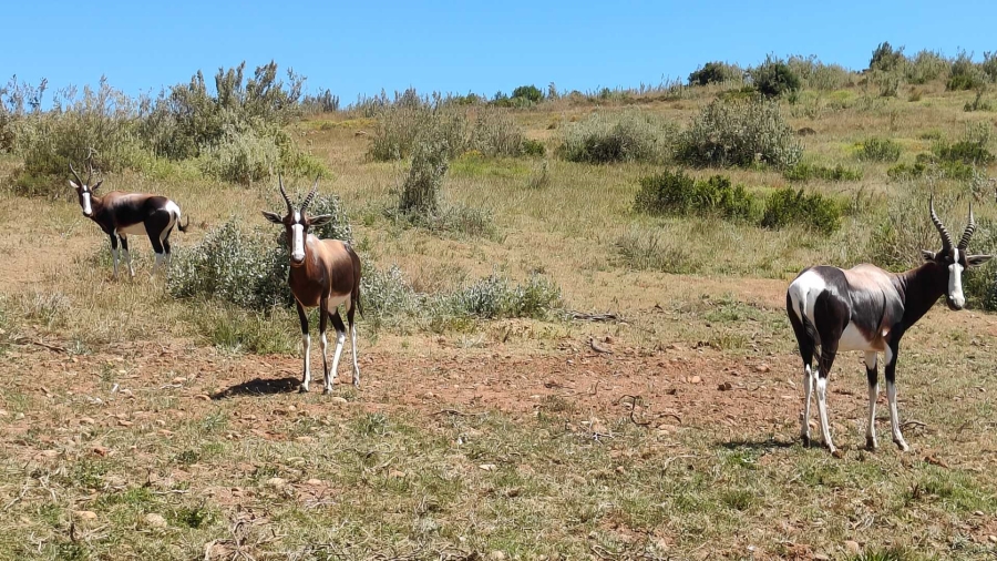 4 Bedroom Property for Sale in Outeniquasbosch Western Cape